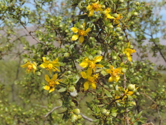 Larrea divaricata