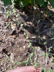 Chenopodium album album