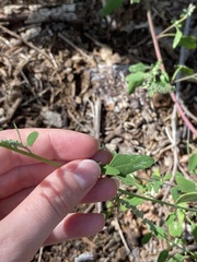 Chenopodium album album