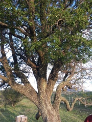 Nothofagus antarctica