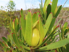 Leucadendron laureolum