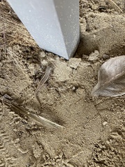 Leiocephalus personatus