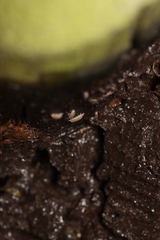 Haplophthalmus danicus