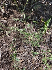 Chenopodium album album