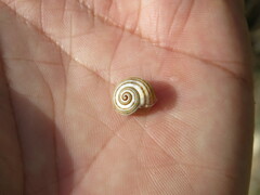 Pseudotachea splendida