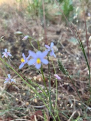Cyanella hyacinthoides
