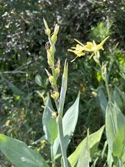 Canna glauca