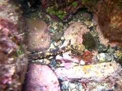 Holothuria impatiens