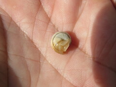 Pseudotachea splendida