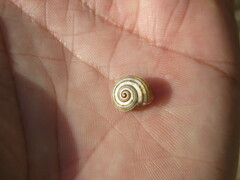 Pseudotachea splendida