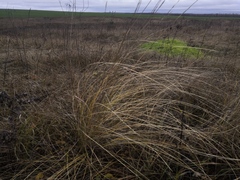 Stipa pennata