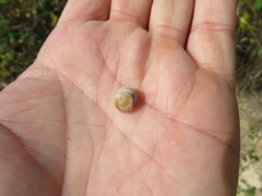 Pseudotachea splendida