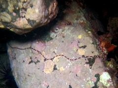 Baseodiscus mexicanus
