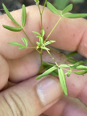 Cleome tenuis