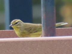 Setophaga palmarum hypochrysea