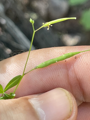 Cleome tenuis