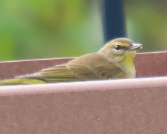 Setophaga palmarum hypochrysea