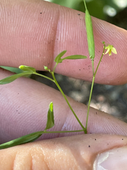 Cleome tenuis
