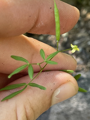 Cleome tenuis
