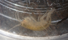 Gammaridae