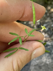 Cleome tenuis