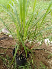 Cymbopogon nardus