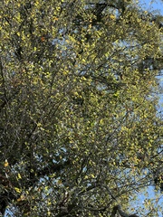 Planera aquatica