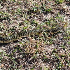 Lampropeltis holbrooki