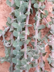 Hypericum tomentosum