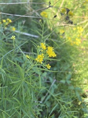 Euthamia caroliniana