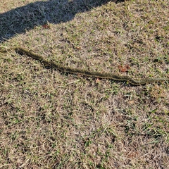 Lampropeltis holbrooki