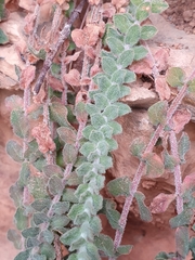 Hypericum tomentosum