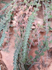 Hypericum tomentosum