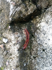 Helicorthomorpha