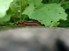 Helicorthomorpha