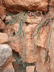 Hypericum tomentosum