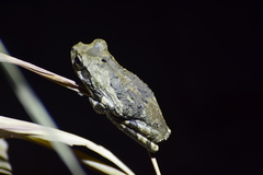 Chiromantis xerampelina