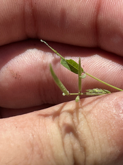 Desmodium procumbens exiguum