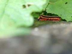 Helicorthomorpha