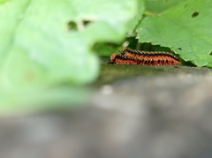 Helicorthomorpha