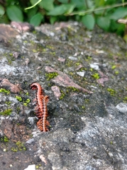 Helicorthomorpha