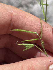 Desmodium procumbens exiguum