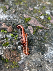 Helicorthomorpha