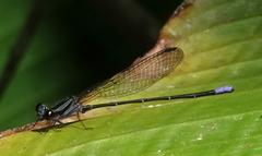 Argia frequentula