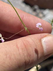 Desmodium procumbens exiguum