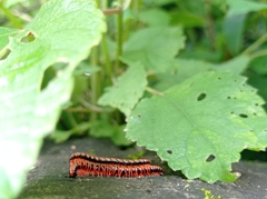Helicorthomorpha