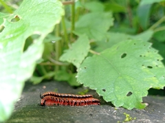 Helicorthomorpha