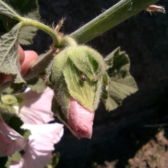 Psyllobora picta