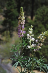 Lupinus elatus