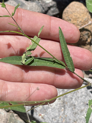 Desmodium procumbens exiguum